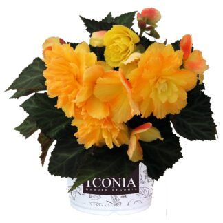 Бегония Iconia Portofino CITRIX (0,1л) от Завода ФЛОРА