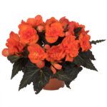Бегония Iconia Portofino Orange (0,1л) от Завода ФЛОРА