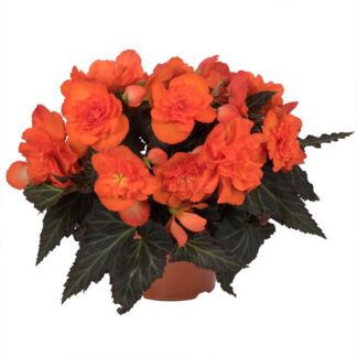 Бегония Iconia Portofino Orange (0,1л) от Завода ФЛОРА