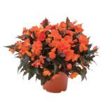 Бегония Iconia Portofino Orange (0,1л) от Завода ФЛОРА