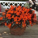 Бегония Iconia Upright Fire (0,1л) от Завода ФЛОРА