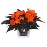 Бегония Iconia Upright Fire (0,1л) от Завода ФЛОРА
