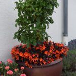 Бегония Iconia Upright Fire (0,1л) от Завода ФЛОРА