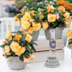 Бегония Iconia Aroma Peach (0,1л) от Завода ФЛОРА