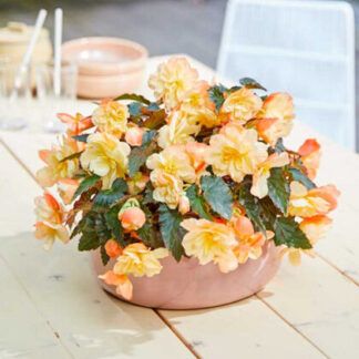 Бегония Iconia Aroma Peach (0,1л) от Завода ФЛОРА