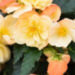 Бегония Iconia Aroma Peach (0,1л) от Завода ФЛОРА