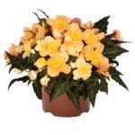 Бегония Iconia Aroma Peach (0,1л) от Завода ФЛОРА