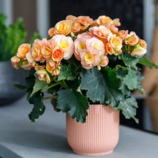 Бегония Элатиор Hailey Sunset (0,1л) от Завода ФЛОРА