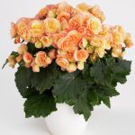 Бегония Элатиор Hailey Sunset (0,1л) от Завода ФЛОРА