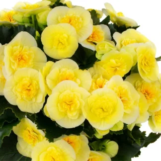 Бегония Элатиор Hailey Soft Yellow (0,1л) от Завода ФЛОРА