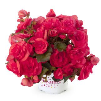 Бегония Solenia Dark Pink (0,1л) от Завода ФЛОРА