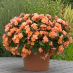 Бегония Solenia Apricot (0,1л) от Завода ФЛОРА