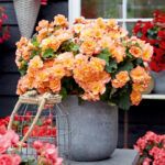 Бегония Solenia Apricot (0,1л) от Завода ФЛОРА