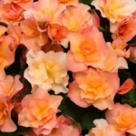 Бегония Solenia Apricot (0,1л) от Завода ФЛОРА