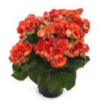 Бегония Ilona Collection Orange Stone (0,1л) от Завода ФЛОРА