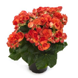 Бегония Ilona Collection Orange Stone (0,1л) от Завода ФЛОРА