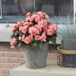 Бегония BK Collection Chloe Coral Pink (0,1л) от Завода ФЛОРА