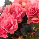 Бегония BK Collection Chloe Coral Pink (0,1л) от Завода ФЛОРА