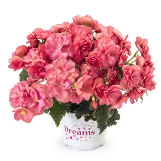 Бегония BK Collection Chloe Coral Pink (0,1л) от Завода ФЛОРА