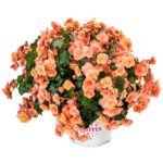 Бегония BK Collection Esmay Peach (0,1л) от Завода ФЛОРА