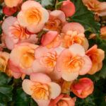 Бегония BK Collection Esmay Peach (0,1л) от Завода ФЛОРА