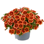 AUTO-DRAFT от Завода ФЛОРА