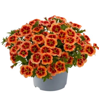 AUTO-DRAFT от Завода ФЛОРА