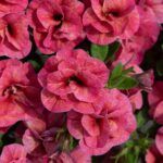 Калибрахоа Cabaret Double Apricote от Завода ФЛОРА