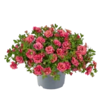 AUTO-DRAFT от Завода ФЛОРА