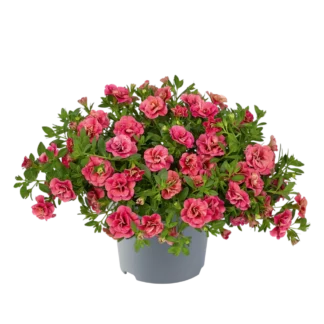 AUTO-DRAFT от Завода ФЛОРА