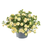 AUTO-DRAFT от Завода ФЛОРА