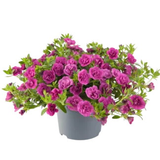 AUTO-DRAFT от Завода ФЛОРА