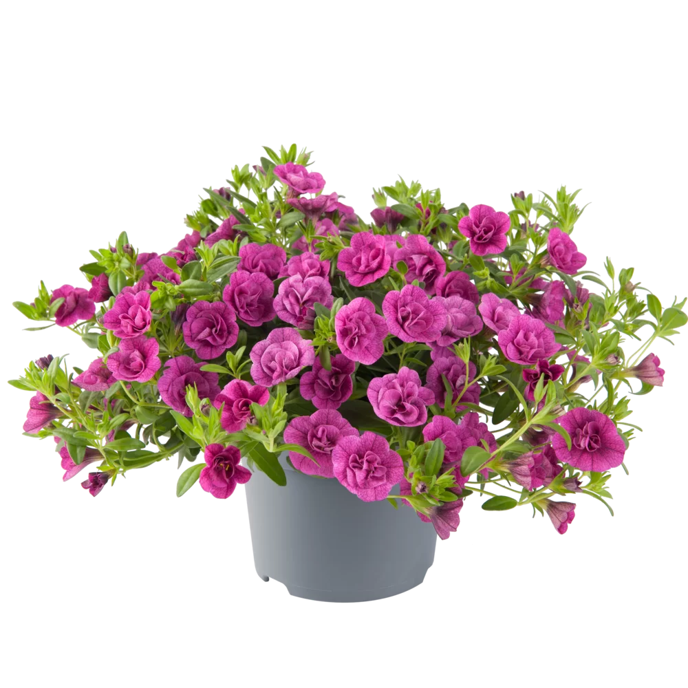 AUTO-DRAFT от Завода ФЛОРА