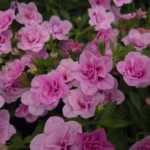 Калибрахоа Cabaret Double Pink Light Impr. от Завода ФЛОРА