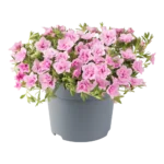 AUTO-DRAFT от Завода ФЛОРА