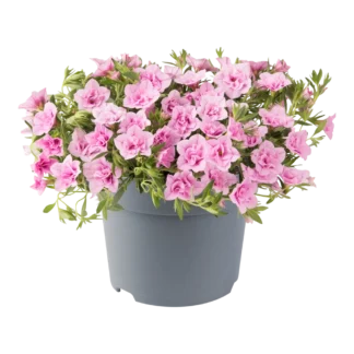 AUTO-DRAFT от Завода ФЛОРА