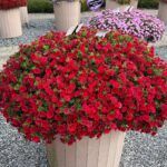 AUTO-DRAFT от Завода ФЛОРА