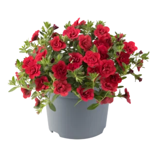 AUTO-DRAFT от Завода ФЛОРА