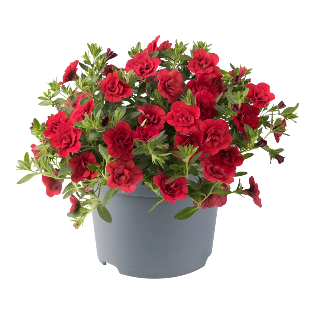 AUTO-DRAFT от Завода ФЛОРА