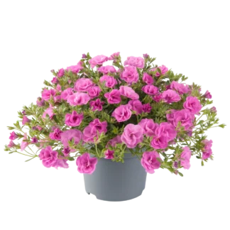 AUTO-DRAFT от Завода ФЛОРА