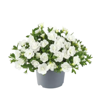 AUTO-DRAFT от Завода ФЛОРА