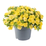 AUTO-DRAFT от Завода ФЛОРА