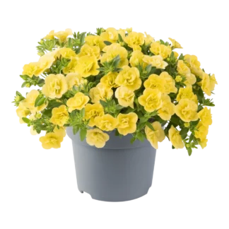 AUTO-DRAFT от Завода ФЛОРА