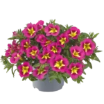 AUTO-DRAFT от Завода ФЛОРА