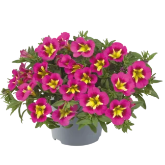 AUTO-DRAFT от Завода ФЛОРА