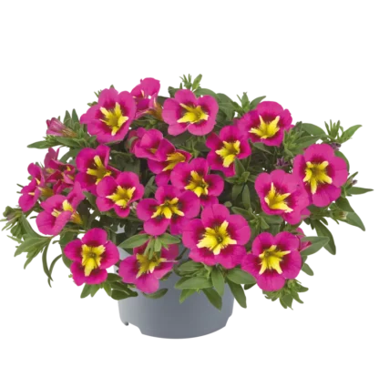 AUTO-DRAFT от Завода ФЛОРА