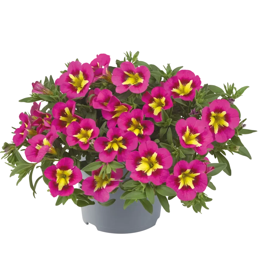 AUTO-DRAFT от Завода ФЛОРА