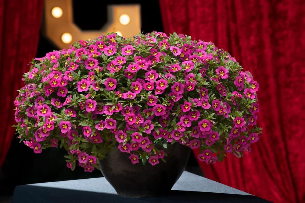 AUTO-DRAFT от Завода ФЛОРА