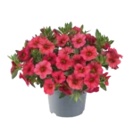 AUTO-DRAFT от Завода ФЛОРА