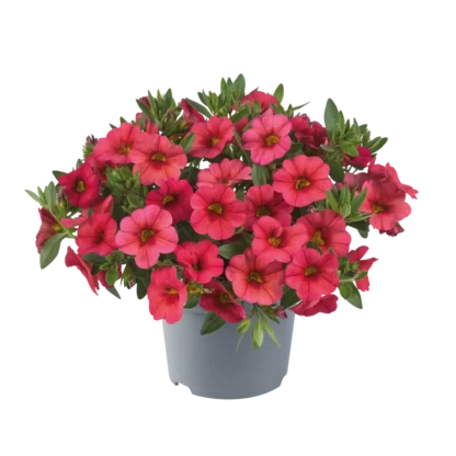 AUTO-DRAFT от Завода ФЛОРА